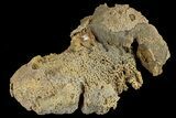 Agatized Fossil Coral Geode - Florida #188092-2